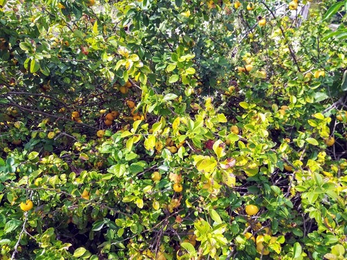 Pigwowiec japoński (chaenomeles japonica)